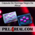 Cápsula De Hormiga Negra De África 37